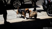 Kegiatan ini merupakan agenda rutin tahunan untuk mencegah rabies pada hewan di Jakarta.