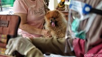 Seekor anjing peliharaan tengah menunggu disuntik vaksin.