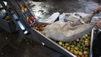 Wilkins Cider Farm merupakan perkebunan yang dimiliki keluarga Wilkins selama 100 tahun.  