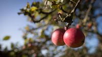 Matahari bersinar di atas apel yang tumbuh di kebun Wilkins Cider Farm, di Somerset, Inggris.  