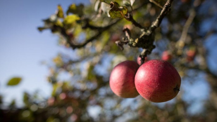 Produksi Sari Apel Paling Juara di Somerset Inggris WEDMORE, ENGLAND - OCTOBER 03: Apples are pressed to make traditional cider at Lands End farm in the village of Mudgley on October 3, 2017 in Somerset, England. The farm has been owned by the Wilkins family for 100 years and has been a traditional cider maker for decades. Westcountry apple growers say 'perfect' weather conditions in 2017 have made for a bumper crop for making cider, thanks to a hot summer, cold winter and damp end to growing season. The farm has been owned by the Wilkins family for 100 years and has been a traditional cider maker for decades. Westcountry apple growers say 'perfect' weather conditions in 2017 have made for a bumper crop for making cider, thanks to a hot summer, cold winter and damp end to growing season. (Photo by Matt Cardy/Getty Images)