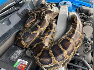Hiiii.... Ular Piton Ditemukan Ngumpet di Balik Kap Mobil