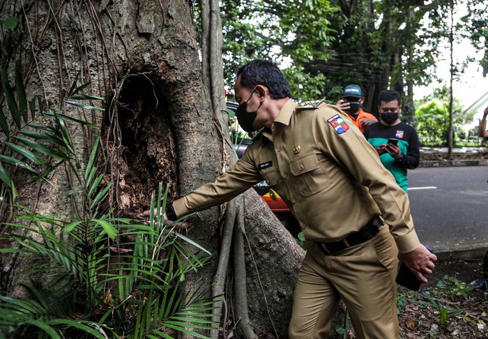 Wali Kota Bogor Bima Arya melakukan pengecekan pohon yang rawan tumbang