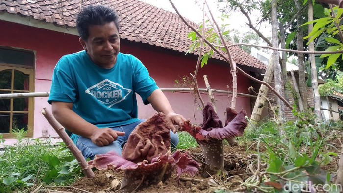 Bunga Bangkai di Kuningan