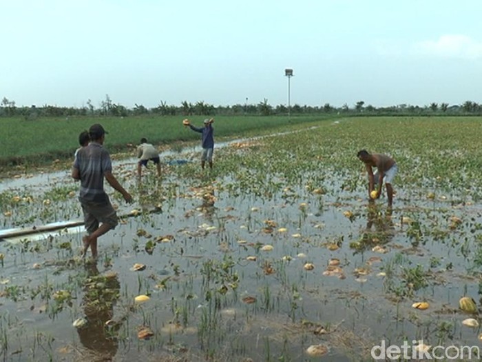 Curah Hujan Tinggi, Petani Semangka dan Melon Gagal Panen