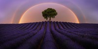 Epson International Pano Awards