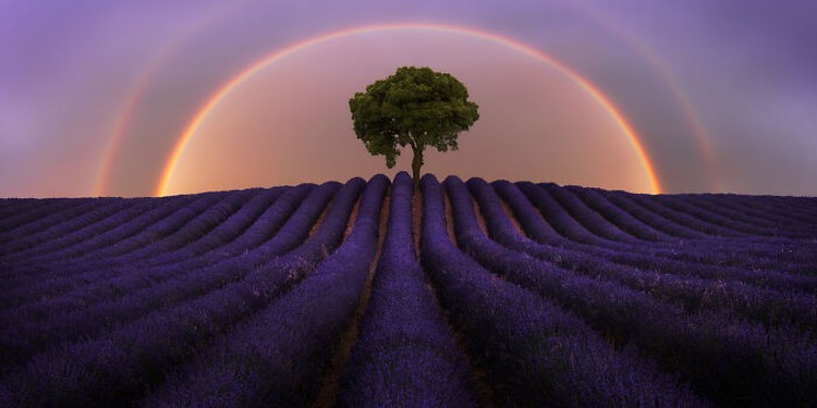 Epson International Pano Awards