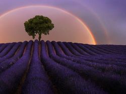 Karya Jawara Epson International Pano Awards Bikin Tak Berkedip