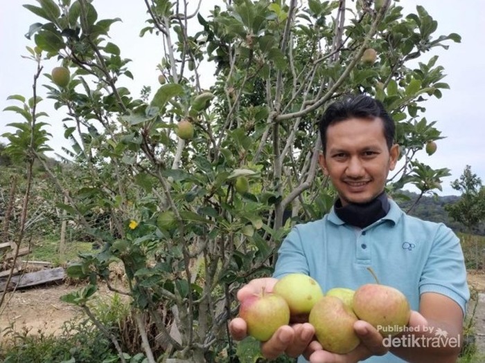 Kebun apel Despot Linge
