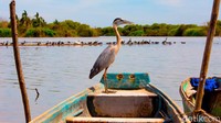 Mexcaltitan memang kota kecil yang berdiri di atas pulau hasil pendangkalan sungai Riviera Nayarit di Meksiko. Di sini tidak ada mobil lho. Warga setempat kemana-mana jalan kaki. (CNN)
