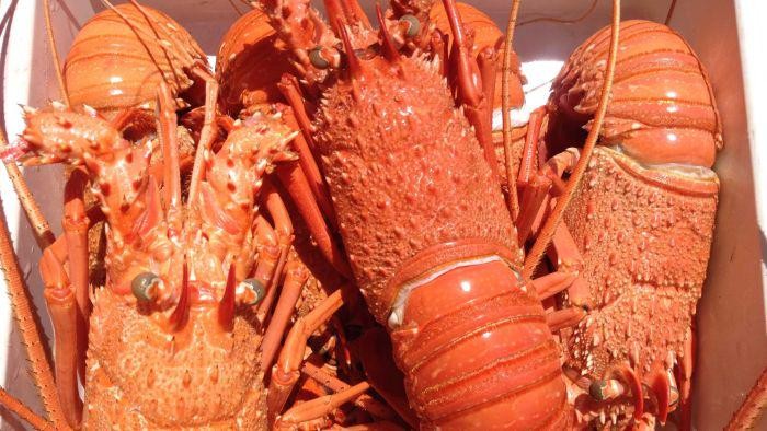 Lobster Australia Ditahan Bandara China di Tengah Meningkatnya Selisih Dagang Kedua Negara