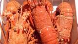 Ini Manfaat dan Kandungan Gizi Daging Lobster