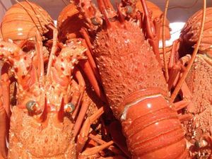 Ini Manfaat dan Kandungan Gizi Daging Lobster