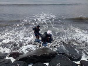 Lumba-lumba Terdampar di Pantai Bali, Sempat Dievakuasi namun Mati