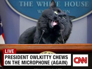 Kucing Hitam Ini Saingi Trump dan Biden di Pemilu AS
