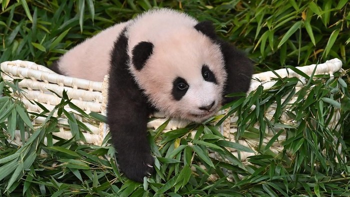 Panda Fu Bao lahir 107 hari lalu di Korea Sleatan di Everland Amusement and Animal Park di Yongin. Foto diambil pada 4 November 2020. (Photo by Jung Yeon-je / AFP)