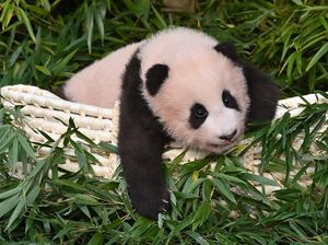 Rindu Panda Fu Bao, Korsel Akan Rilis Film Hello, Grandpa