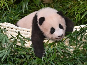 Rindu Panda Fu Bao, Korsel Akan Rilis Film Hello, Grandpa