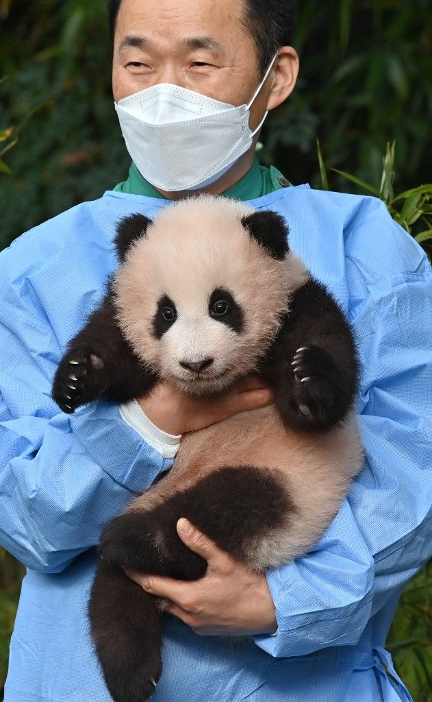 Panda Fu Bao lahir 107 hari lalu di Korea Sleatan di Everland Amusement and Animal Park di Yongin. Foto diambil pada 4 November 2020. (Photo by Jung Yeon-je / AFP)