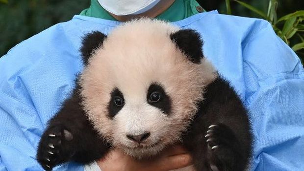 Index of panda antivirus