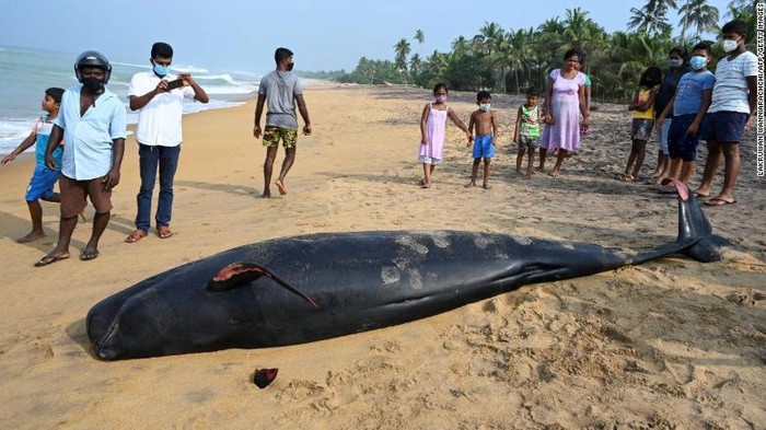 Paus Terdampar di Sri Lanka