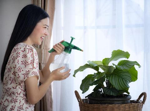 Asian girl Water the plants in house, this image can use for Calathea orbifolia, Water the plants, fertilizer and house plants concept.