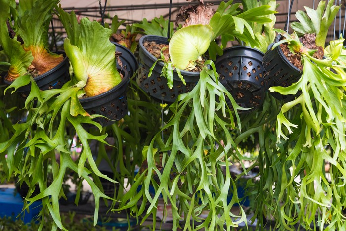 Platycerium superbum on wooden wall, Green staghorn fern species of fern nature at garden