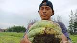 Curhat Petani Blewah di Jombang yang Viral Gegara Gagal Panen