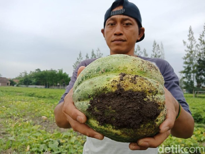 viral petani hancurkan buah