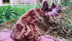 15 Bunga Bangkai Tumbuh di Lahan Warga Kuningan