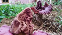 Bunga bernama latin Amorphophallus ini pertama kali tumbuh empat hari lalu.