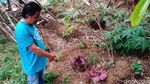 15 Bunga Bangkai Tumbuh di Lahan Warga Kuningan
