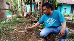 15 Bunga Bangkai Tumbuh di Lahan Warga Kuningan