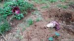 15 Bunga Bangkai Tumbuh di Lahan Warga Kuningan