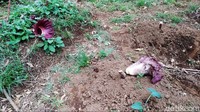Karena bau tidak sedap yang dikeluarkan oleh bunga bangkai suweg itu, warga kemudian memotong bunga-bunga yang akan dan baru mekar.