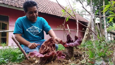 15 Bunga Bangkai Tumbuh di Lahan Warga Kuningan