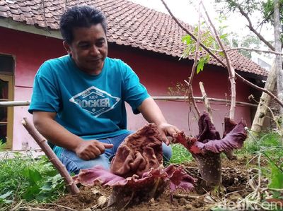 15 Bunga Bangkai Tumbuh di Lahan Warga Kuningan