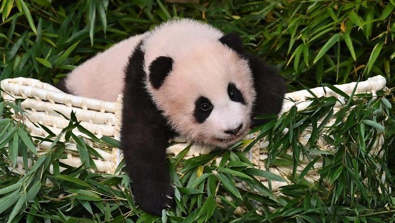 Bayi Panda Kelahiran Korsel Pertama Diberi Nama Fu Bao Panda bernama Fu Bao ini spesial banget. Panda itu tercatat sebagai panda pertama yang lahir di Korea Selatan.