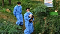 Fu Bao memiliki berat 197 gram dan panjang 16,5 cm saat lahir, tetapi telah tumbuh dengan cepat. Kini, beratnya 5,8 kg dan berukuran 58,5 cm. Begitulah keterangan dari Everland.