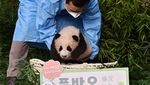 Lucunya Bayi Panda Pertama di Korsel