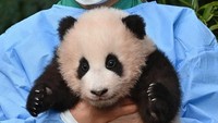 Fu Bao tampak sehat dan bahagia, meskipun sedikit pemalu, saat penjaga kebun binatang memperkenalkannya kepada anak-anak.