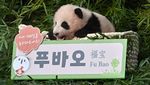 Lucunya Bayi Panda Pertama di Korsel