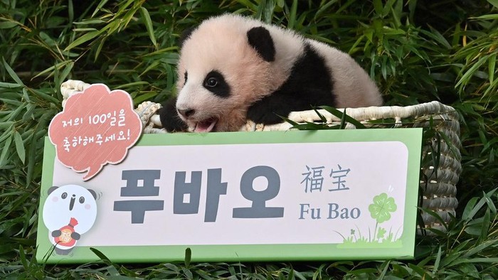 Bayi Panda Kelahiran Korsel Pertama Diberi Nama Fu Bao Panda bernama Fu Bao ini spesial banget. Panda itu tercatat sebagai panda pertama yang lahir di Korea Selatan.
