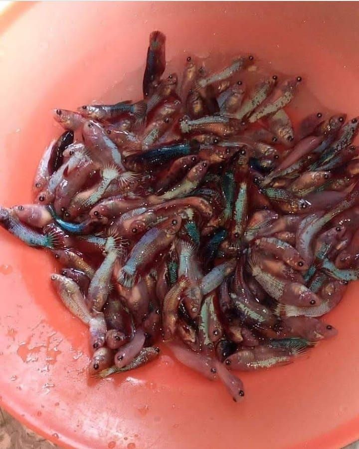 Bikin Nyesek! Puluhan Ikan Cupang Ini Digoreng Krispi Buat Dimakan