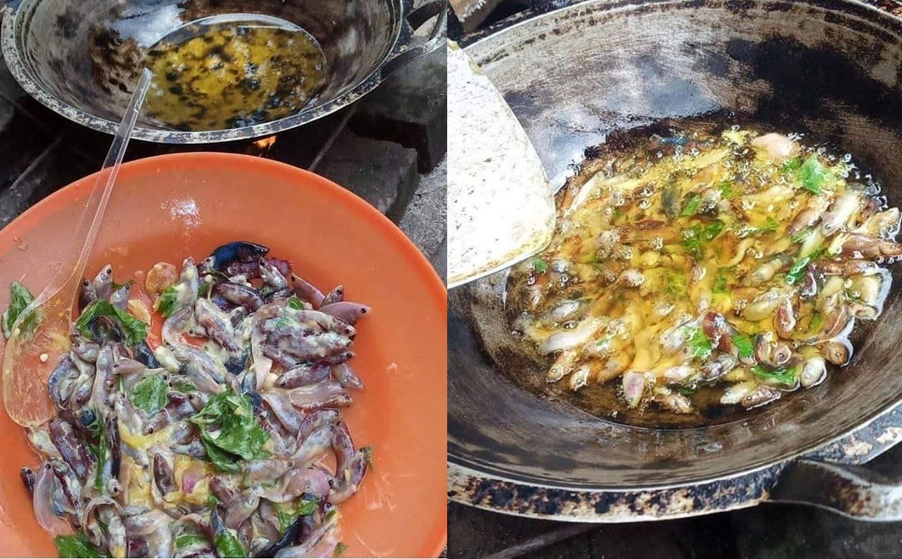 Bikin Nyesek! Puluhan Ikan Cupang Ini Digoreng Krispi Buat Dimakan