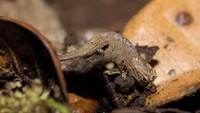Seperti bunglon lainnya, Brookesia micra jago berkamuflase di daun kering dan batang pohon. (Getty Images/iStockphoto)