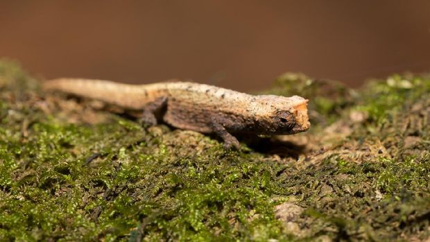 Brookesia micra, bunglon terkecil dunia