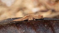 Sebagai hewan diurnal, Brookesia micra berburu pada siang hari. (Getty Images/iStockphoto)