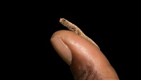 Ukuran dari Brookesia micra hanya 2-3 cm saja alias sebesar pentol korek. (Getty Images/iStockphoto)