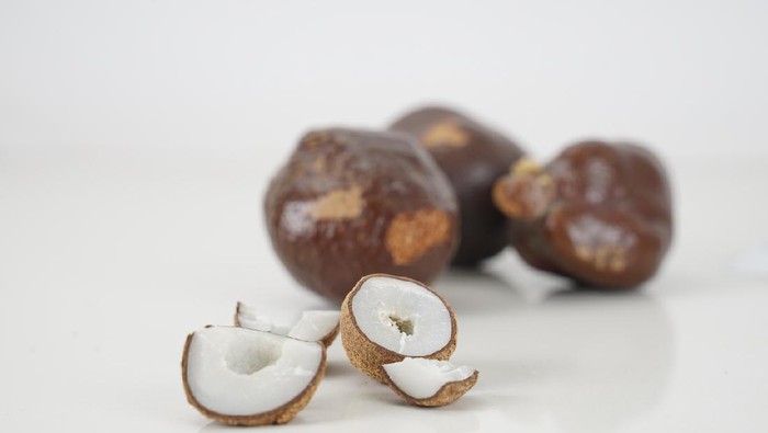 buah zuriat Hyphaene thebaica or doumin close up shot.